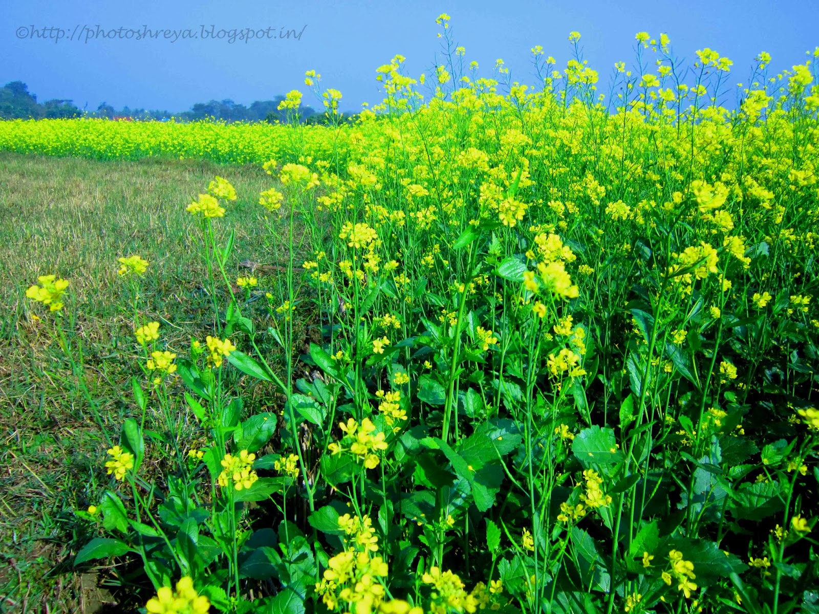 Let's Walk Together And Explore The World. Shall We? The Mustard Field
