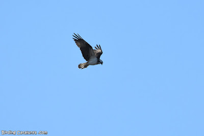 Àguila pescadora (Pandion haliaetus)