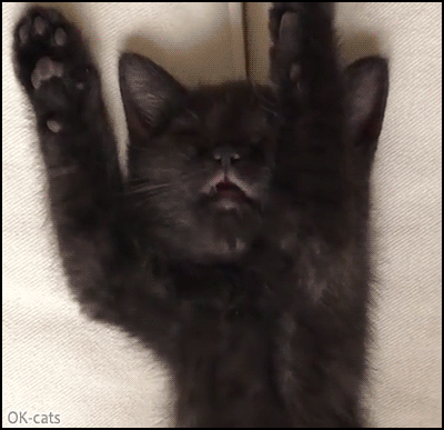Funny Kitten GIF • It's pretty obvious that this cute little black kitty is dreaming about some delicious milk Funny Kitten GIF • It's pretty obvious that this cute little black kitty is dreaming about some delicious milk