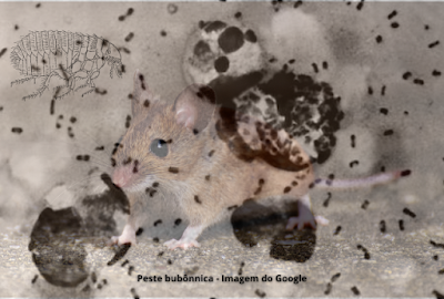 bactéria transmitida pelos roedores, ratos, esquilos, e outros