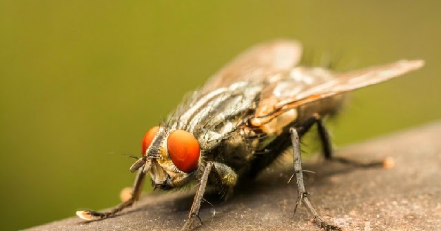 4 Cara Mengatasi Lalat Pada Peternakan Sapi  Pakar Budidaya