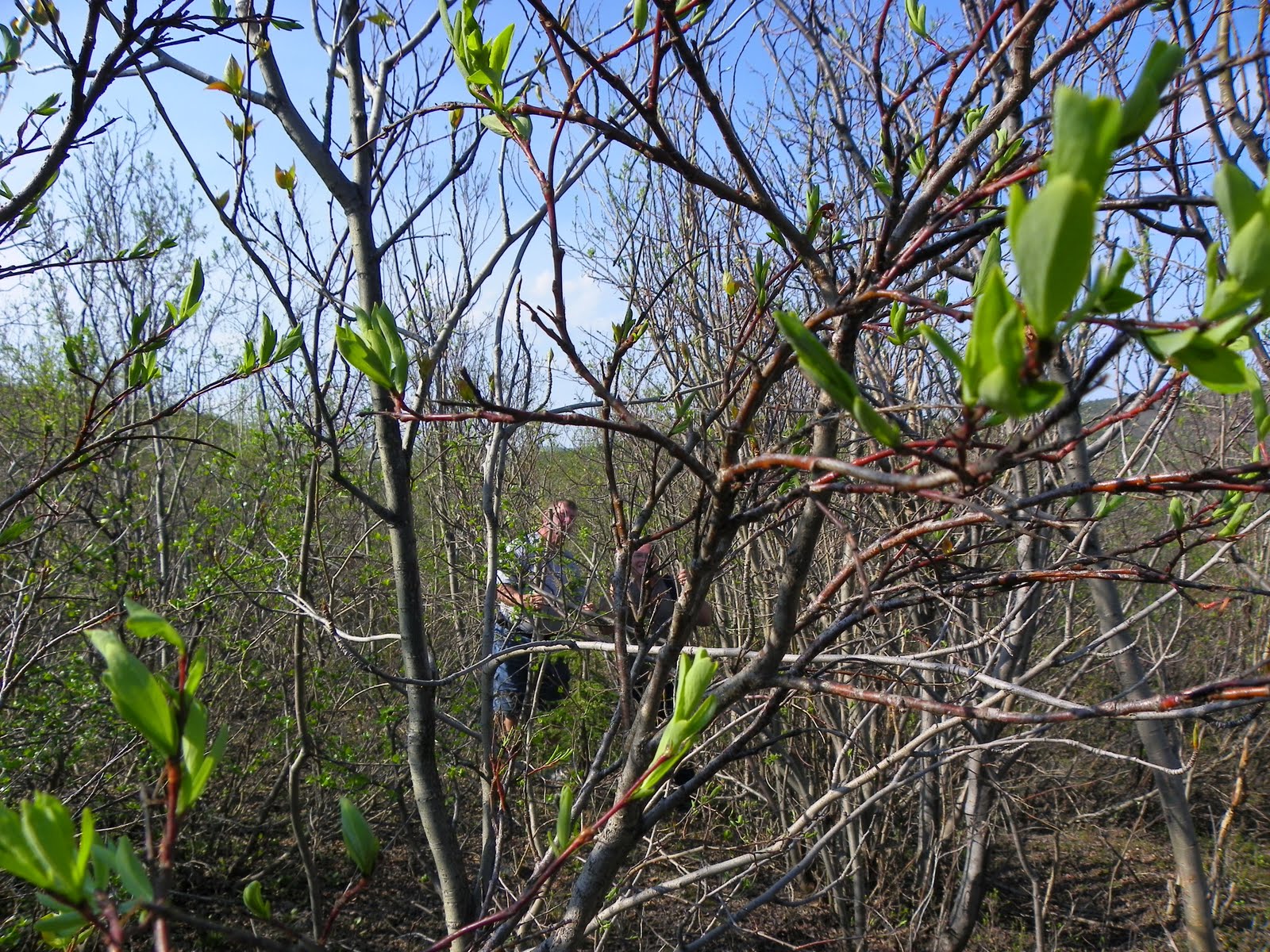 lewislifeontheroad The Hunt for that Treasured Diamond Willow