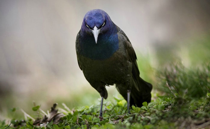 Hal Mustahil Yang bIsa Dilakukan Burung Gagak Berita