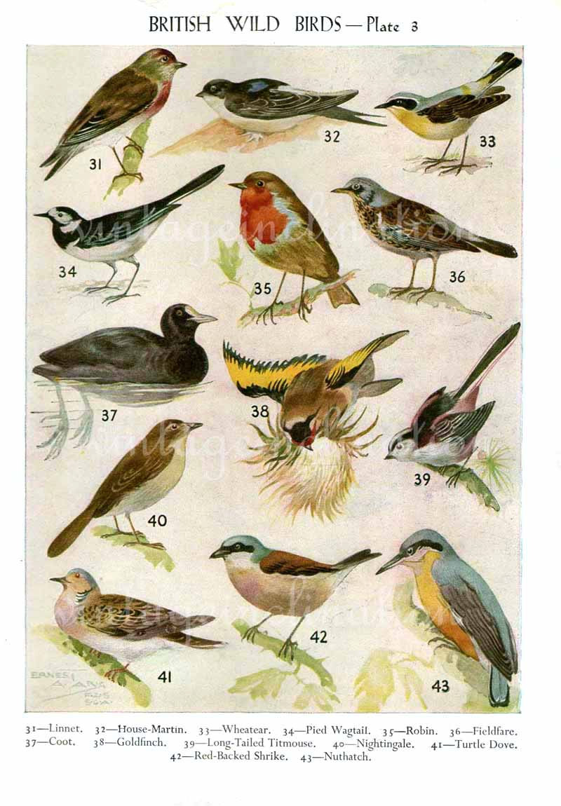 Bird In Everything: Birds Prints