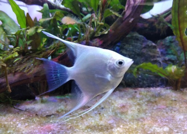 ikan manfish putih