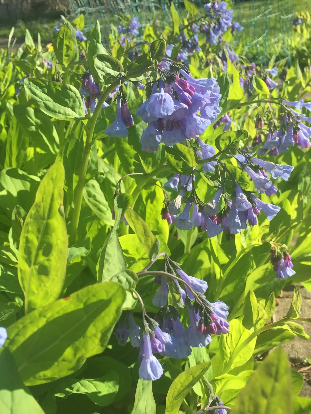 Good Life Northwest Dahlia Time At Point Defiance Park