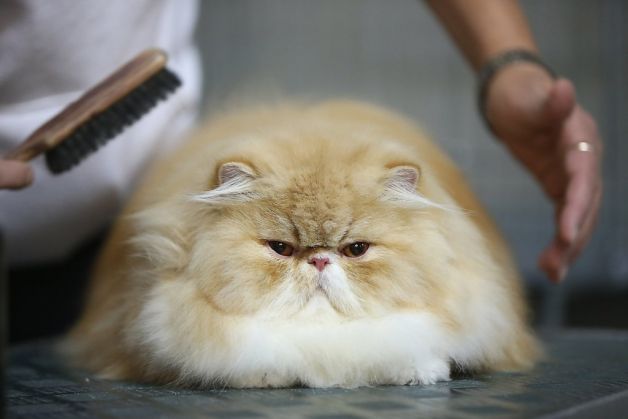 Get Rid of Matted Fur Get Rid of Matted Fur