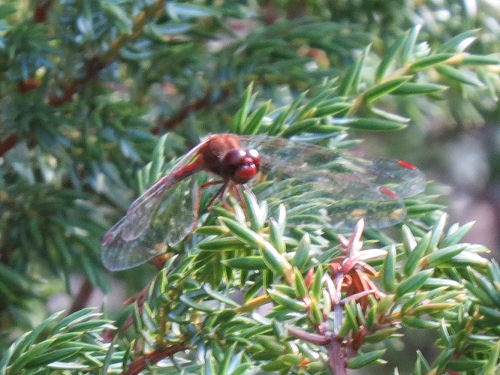 Yellow-legged meadowhawk dragonfly
