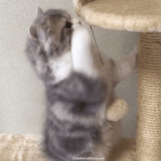 cats doing funny things
