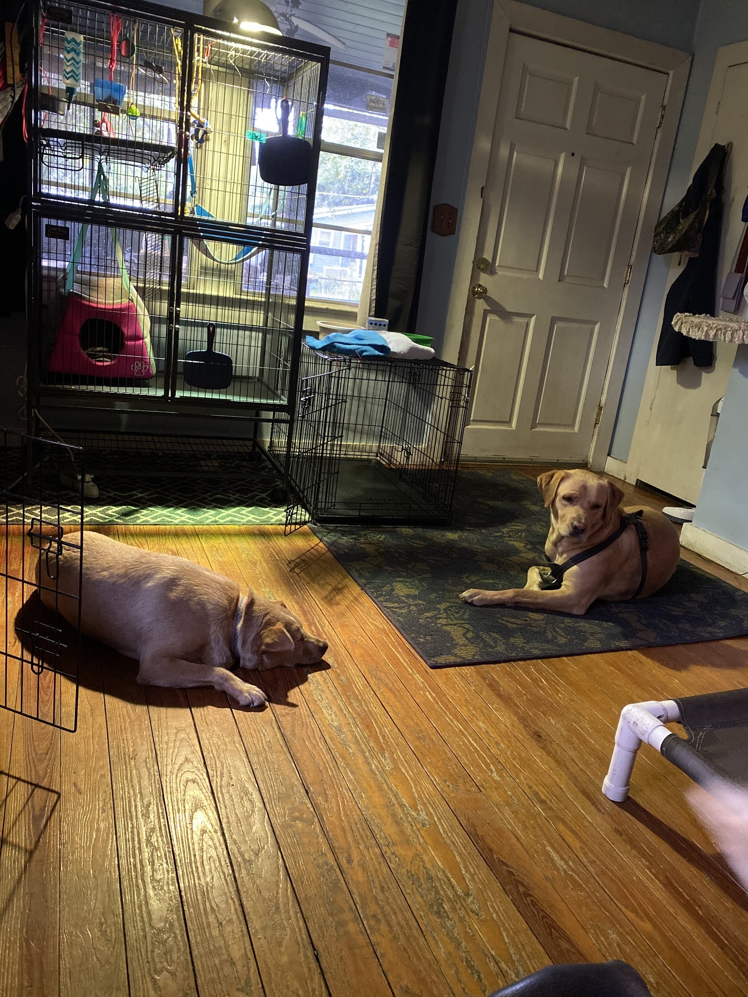 What To Look For In A Boarding Kennel For Your Cat Pamela Loves Pets