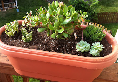 Testy yet trying: A New Succulent Garden
