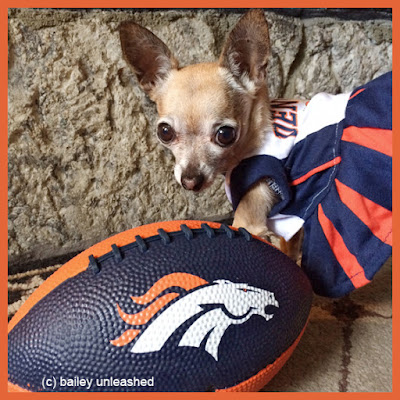 go broncos! via baileyunleashed.com