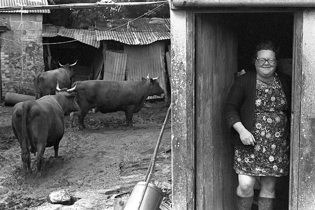 Olive Bennett with her Red Devon cows. near Beaford, Devon, 1979. Photograph by James Ravilious copyright Beaford Arts digitally scanned from a Beaford Archive negative (All Rights Reserved)