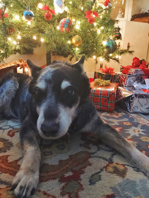 australian cattle dog