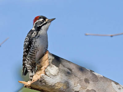 Photo of Nuttall's Woodpecker on branch