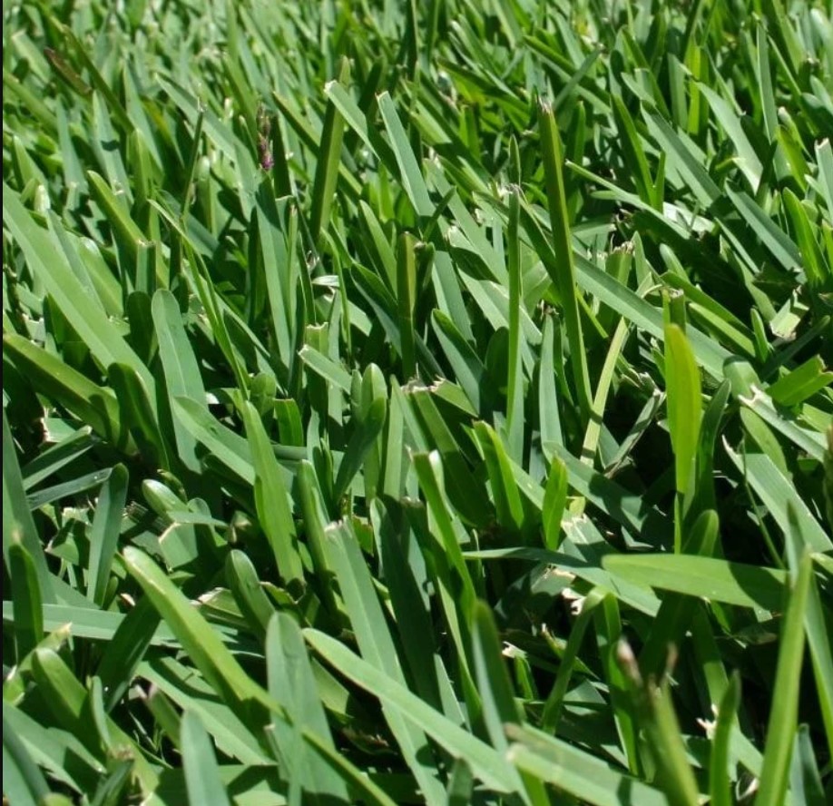 4 Common Myths about Sir Walter Buffalo Turf Debunked