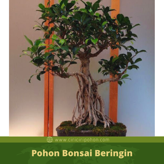 Ciri Ciri Pohon Bonsai Beringin