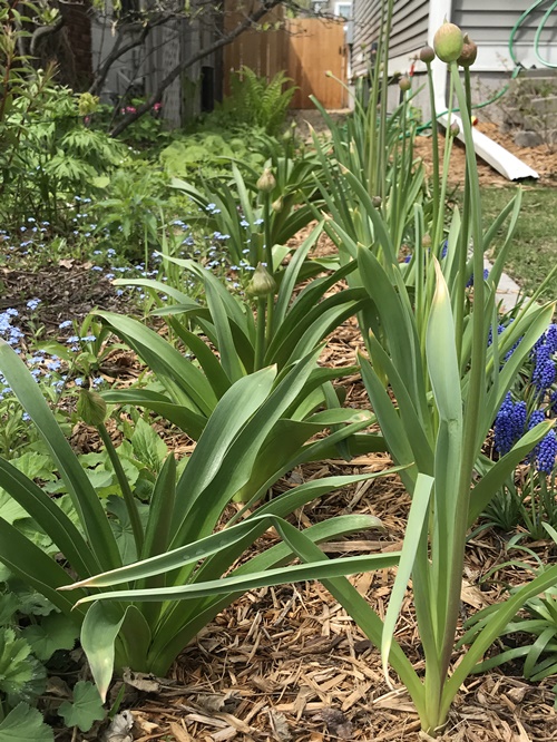 Chuck Does Art Identifying bulbs growing in early spring by shoots