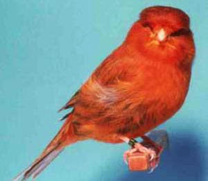 burung kenari cinnamon gambar kenari cinnamon