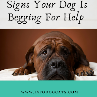 Signs Your Dog Is Begging For Help Australian Cat Breeds