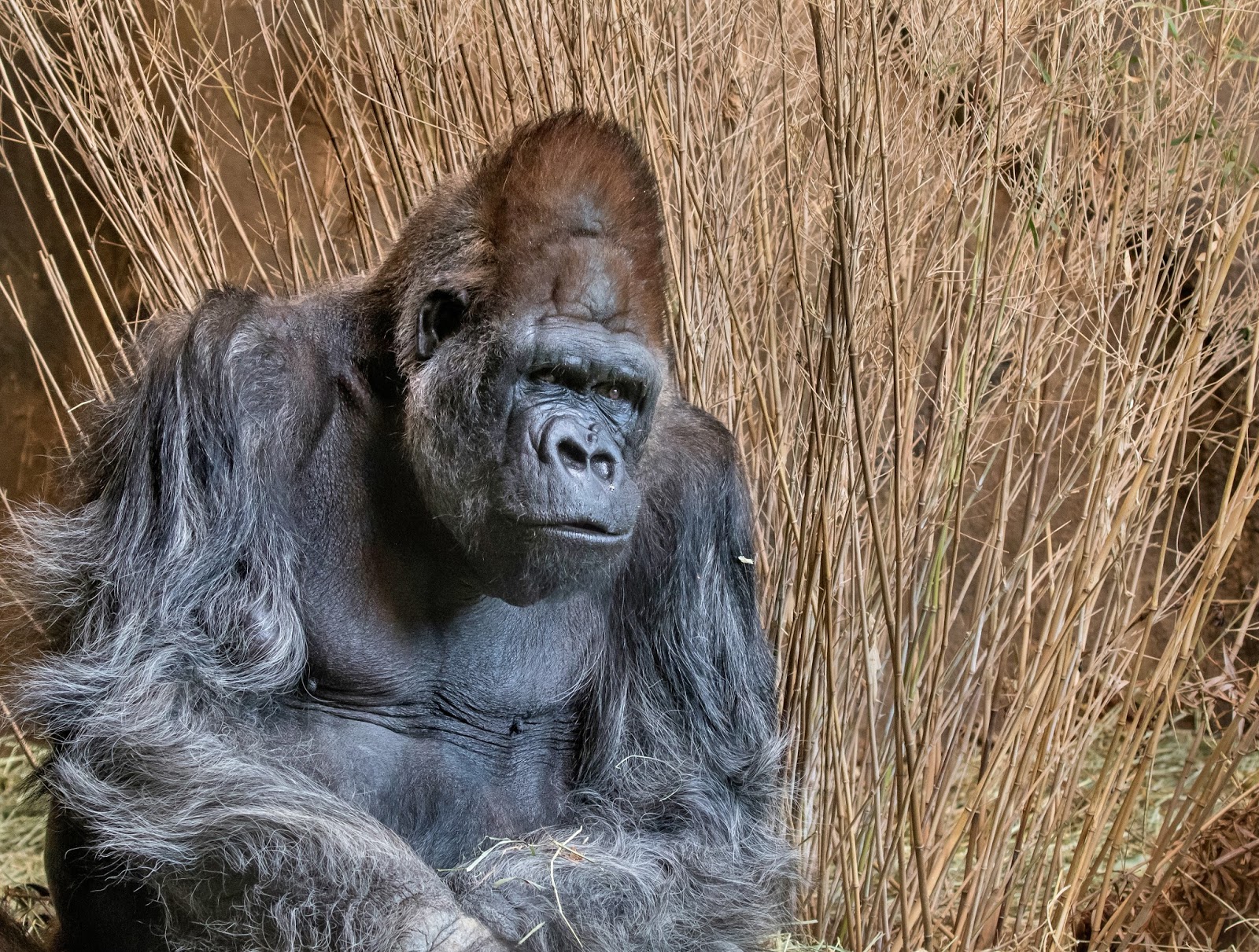 Celebrate World Gorilla Day with a conservation action