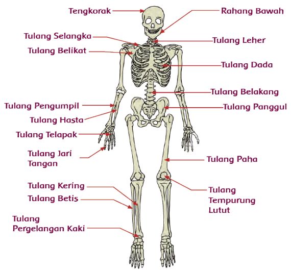 Membuat Rangka  Manusia  dari Bubur Kertas imron web id