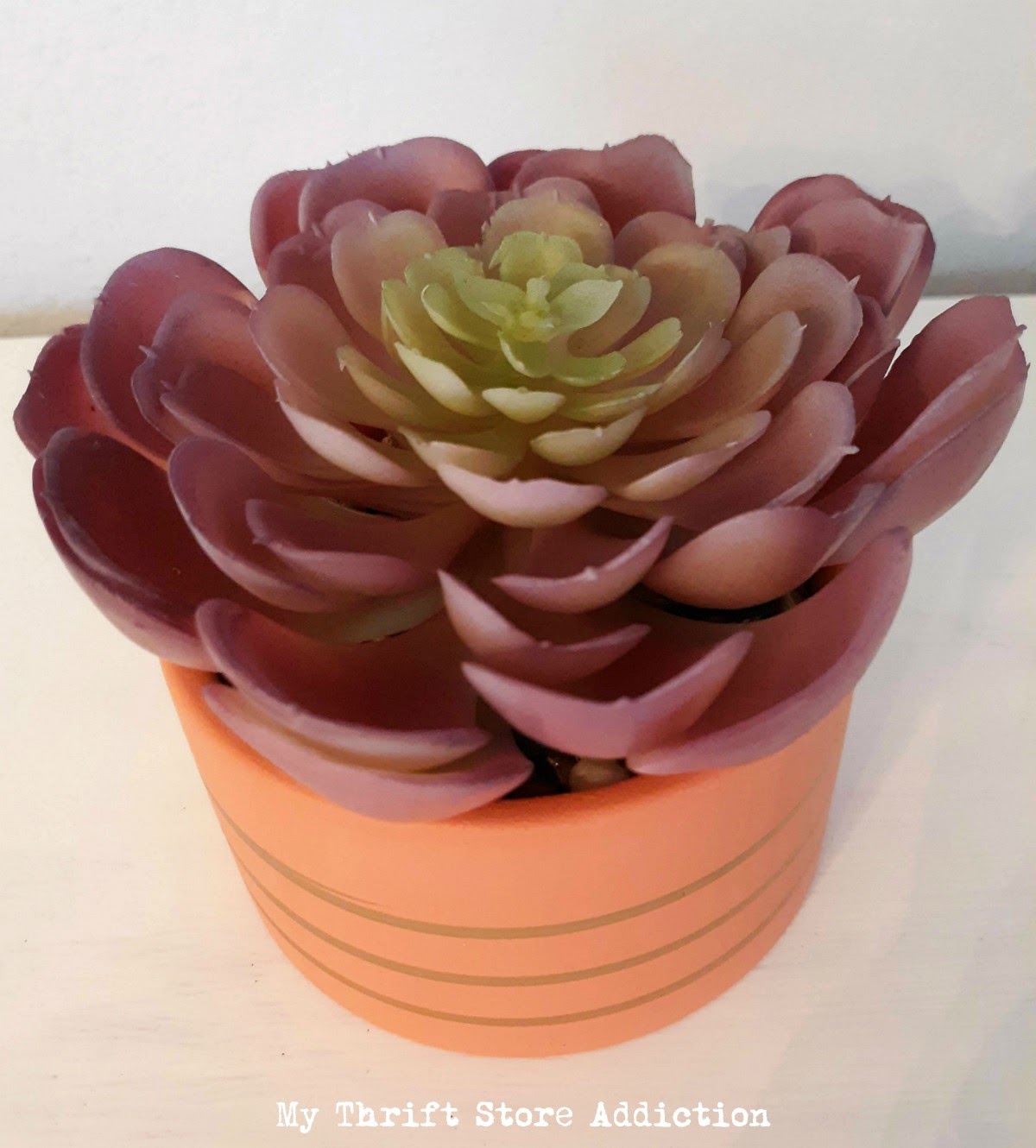 coupon sale potted succulent