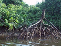 Wisata Mangrove Segara Anakan di Nusa Kambangan 