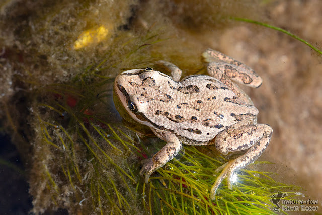 Pseudacris maculata - Boreal Chorus Frog