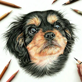 07-Lilly-the-Cavalier-puppy-Angie-A-Pet-and-Wildlife-Pencil-Drawing-Artist-www-designstack-co