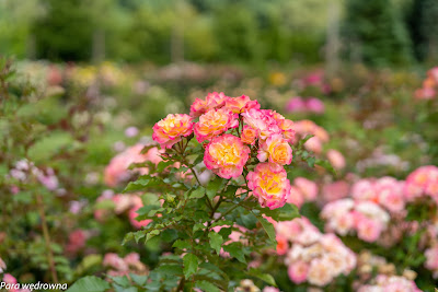 Powsin ogród botaniczny PAN róże