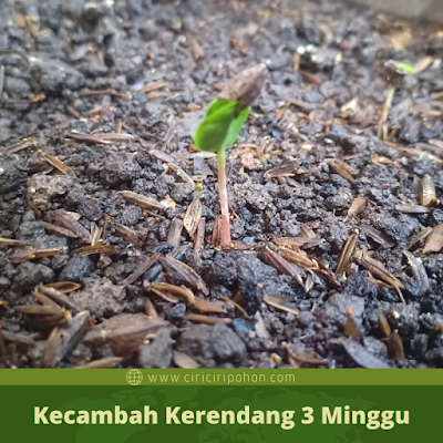 Kecambah Kerendang 3 Minggu