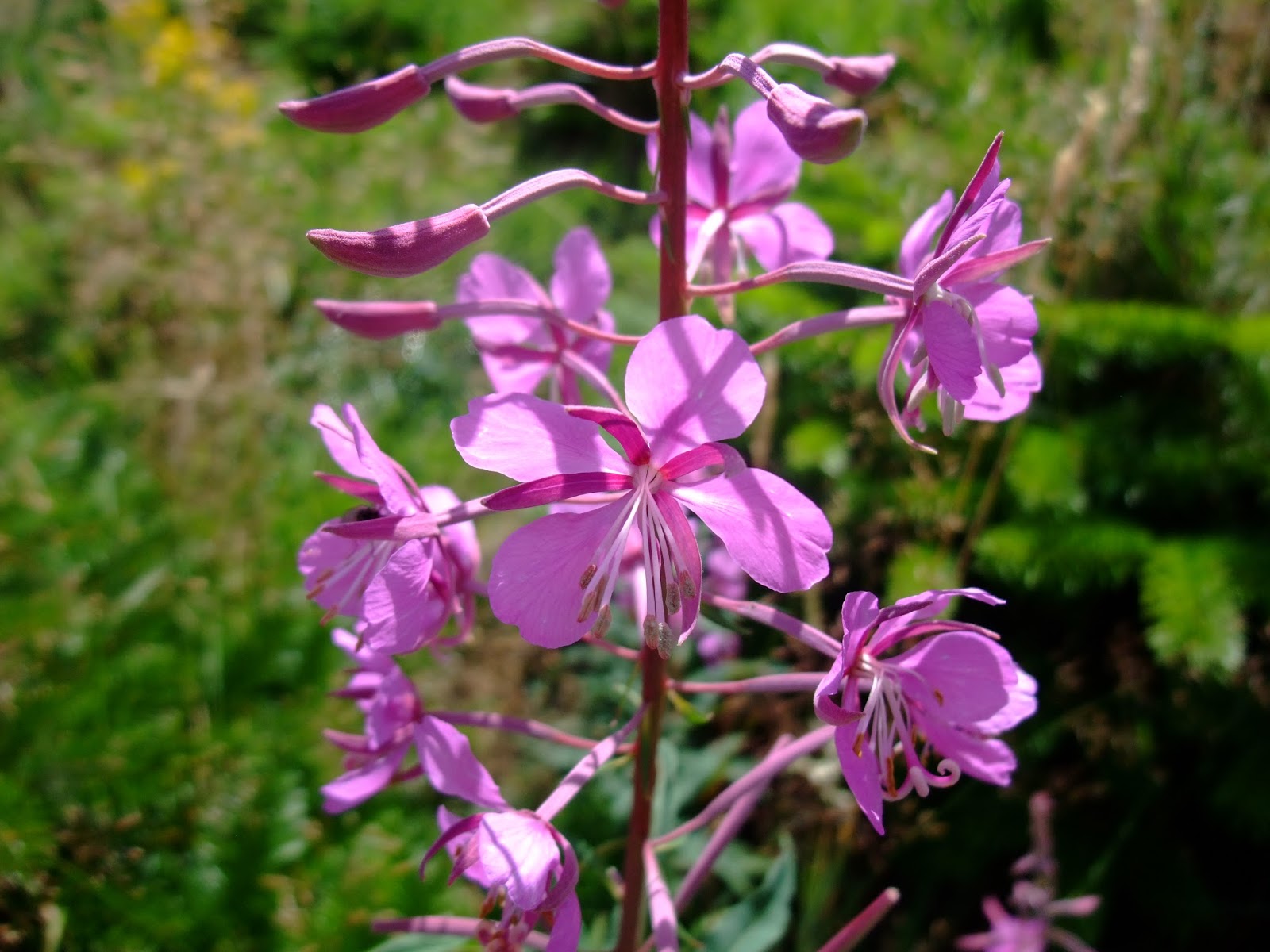 HERBAL PICNIC WILLOWHERB / FIREWEED
