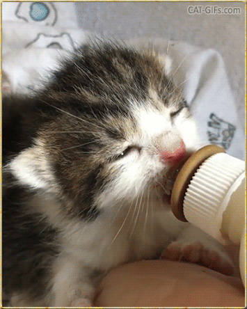 Cute Cat GIF • Adorable tiny kitten drinks milk from his fav baby bottle and wiggles his ears Cute Cat GIF • Adorable tiny kitten drinks milk from his fav baby bottle and wiggles his ears