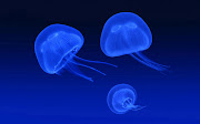 HD animal wallpaper with blue jellyfish swimming underwater . HD jellyfish . (hd jellyfish wallpaper with blue jellyfish swimming underwater jellyfish wallpapers backgrounds pictures photos)