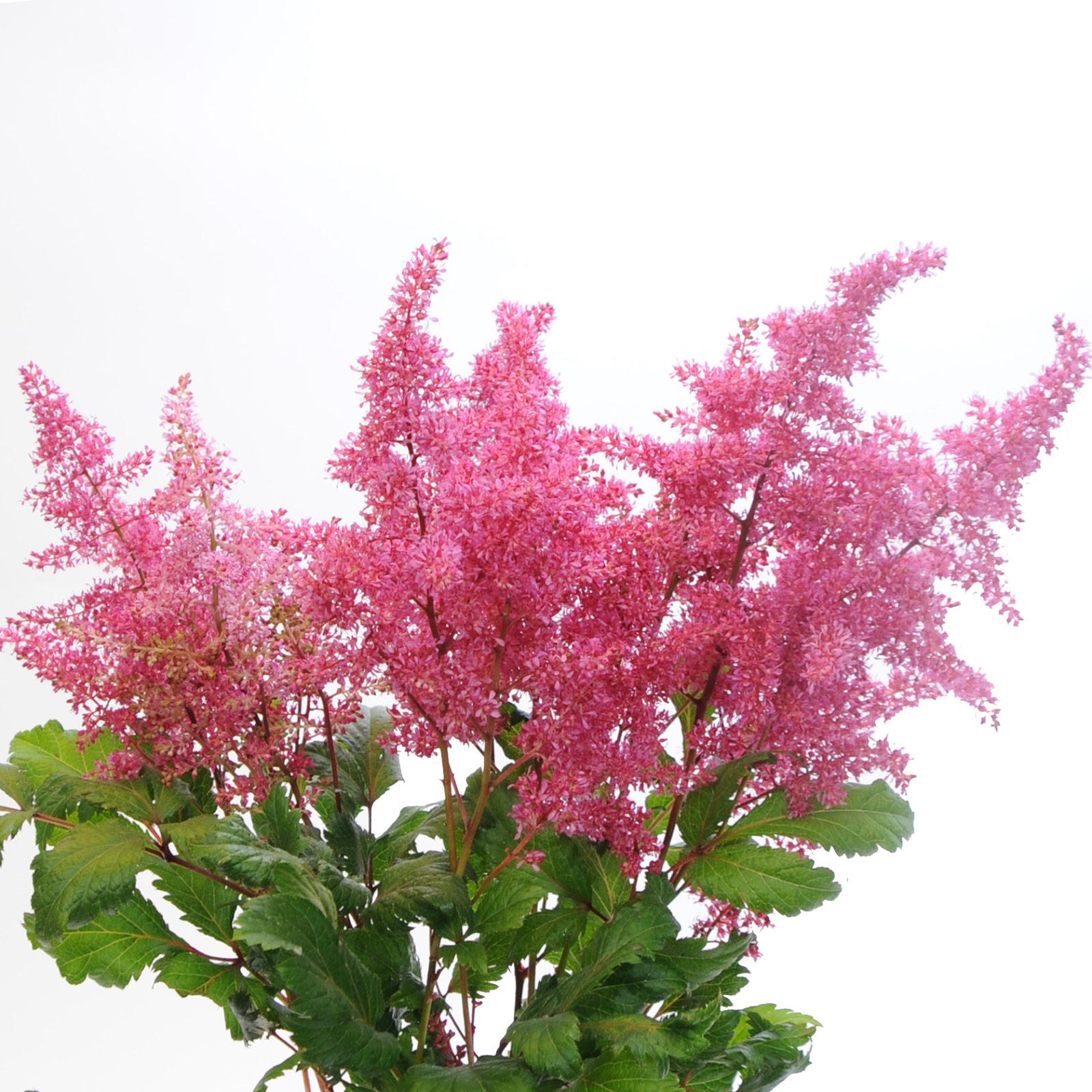 Snappy S Gardens Blog Two Shrubs