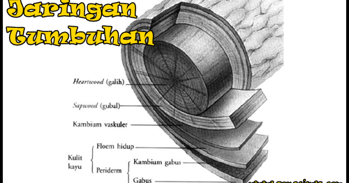 Jaringan Tumbuhan  Meristem Permanen dan  Keterangannya 