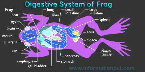InformationPVT: Morphology and Anatomy of Frog