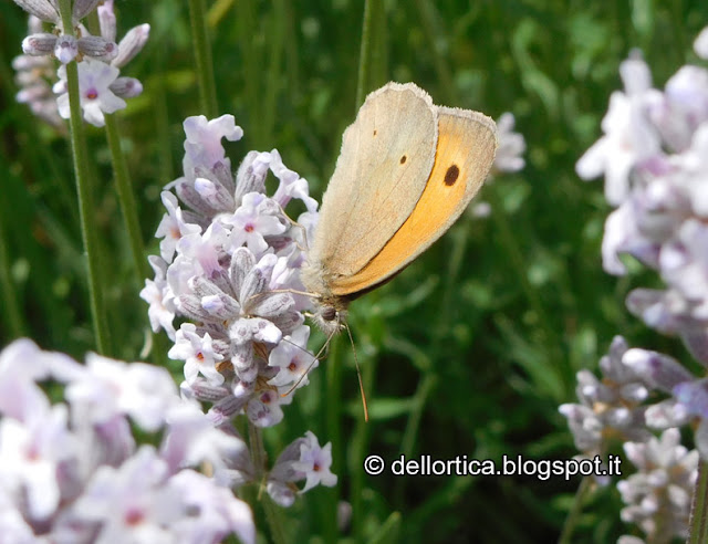 lavanda farfalle aromatiche nel giardino visitabile della fattoria didattica dell ortica a Savigno Valsamoggia Bologna vicino a Zocca nell Appennino