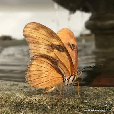 Julia butterfly in Conservatory of Flowers in San Francisco, California