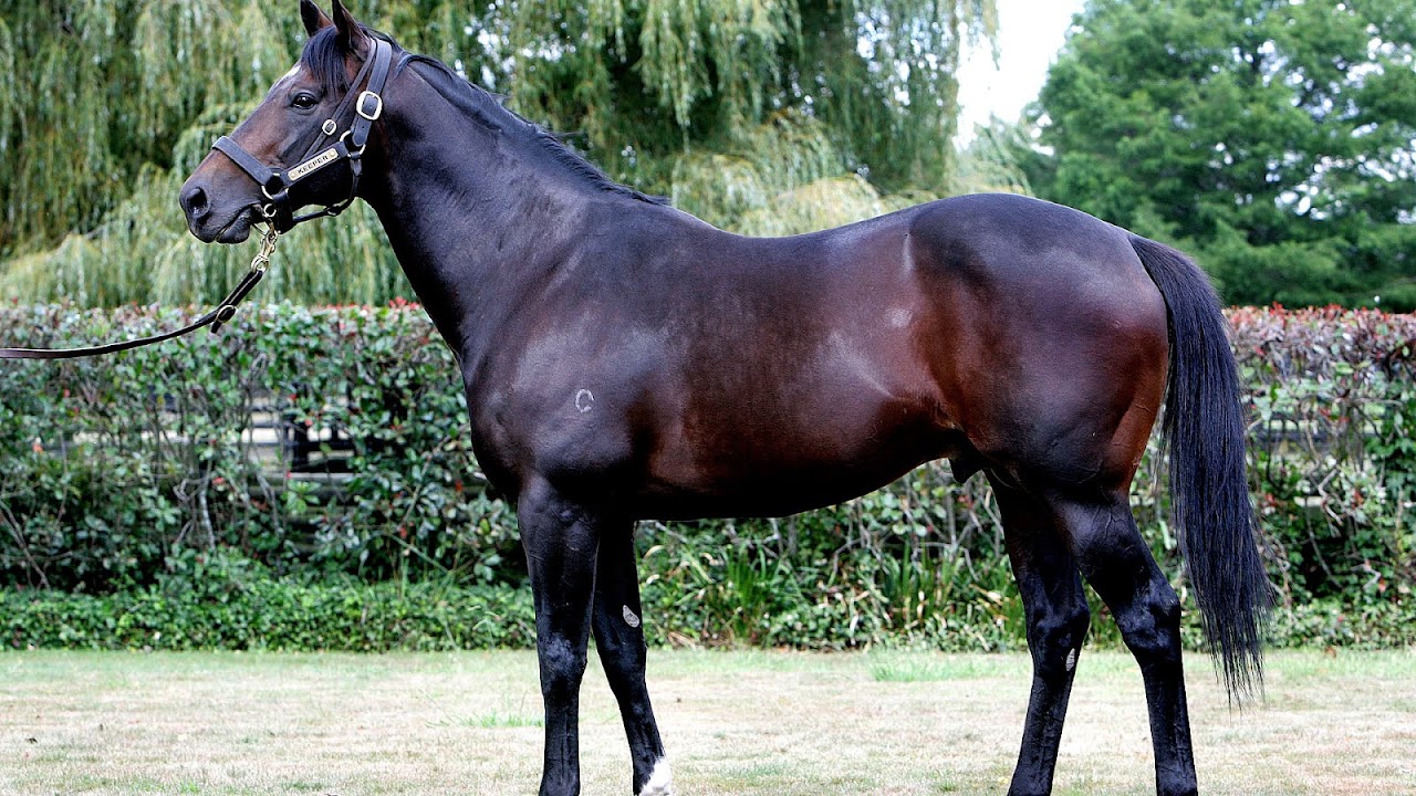 Horse Stud Service Horse Choices