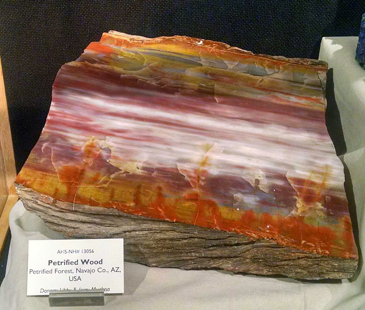 Louisville Fossils and Beyond Arizona Petrified Wood Fossil