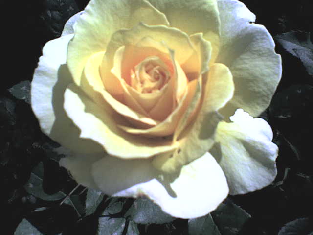 Blumensprache: Gelbe Rose - Gedicht Pfeffel