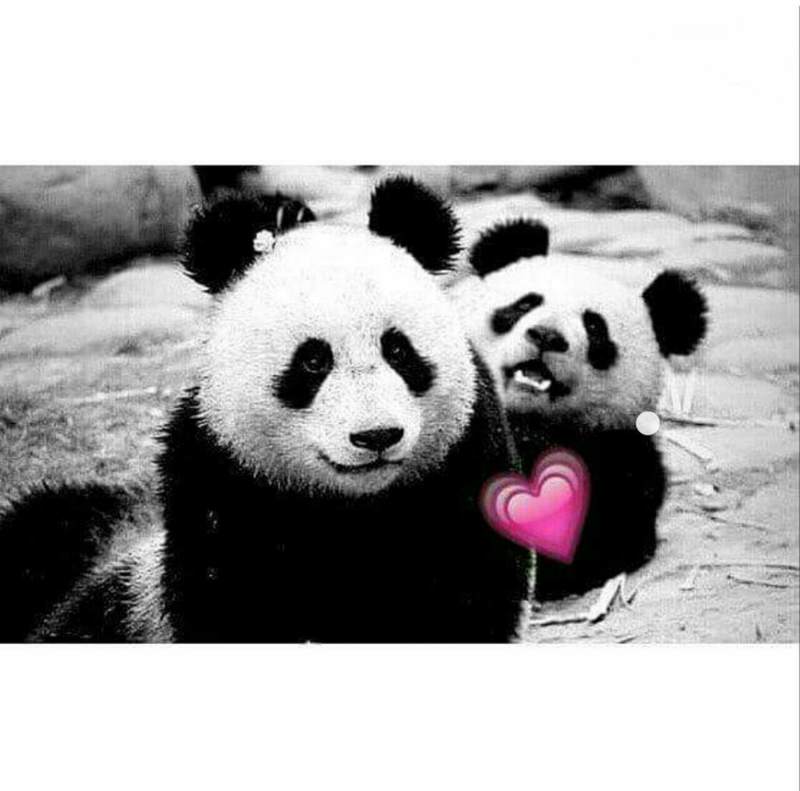 صور باندا 2020 رمزيات دب باندا كيوت وحزين مصراوى الشامل