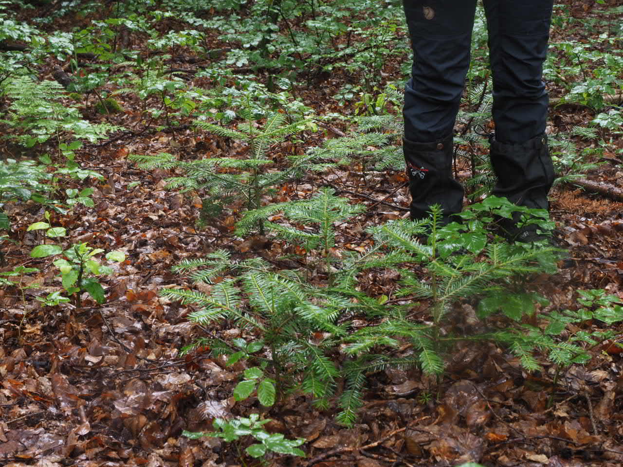 25.06.2021 Tag 108 Naturschutz im Steigerwald – Waldbegeisterung
