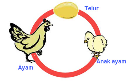 Daur Hidup AYam