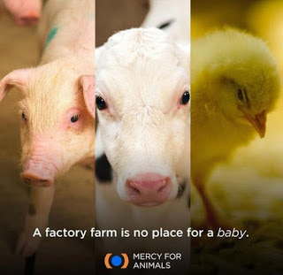 END THE SLAUGHTERS AGE END THE SLAUGHTERS AGE