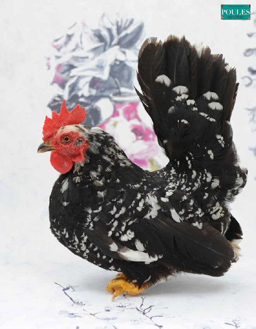 chic french chickens