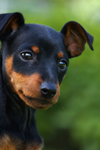 Miniature Pinscher