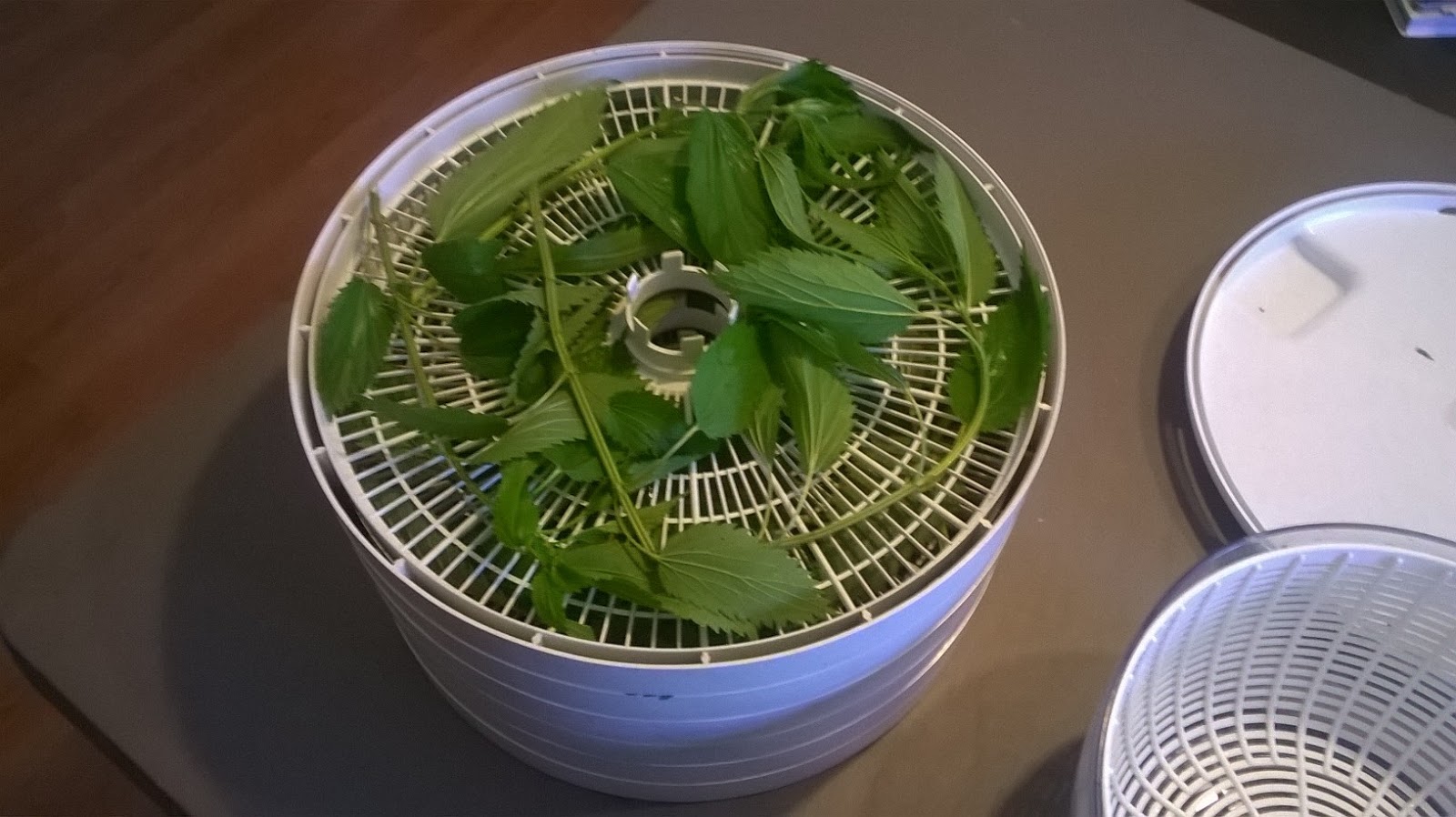 The Traveling Mandolin Foraging Stinging Nettle and Garlic Mustard
